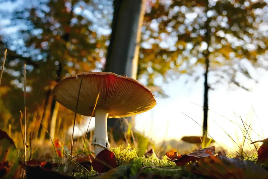 Pexels matthiaszomer 325262