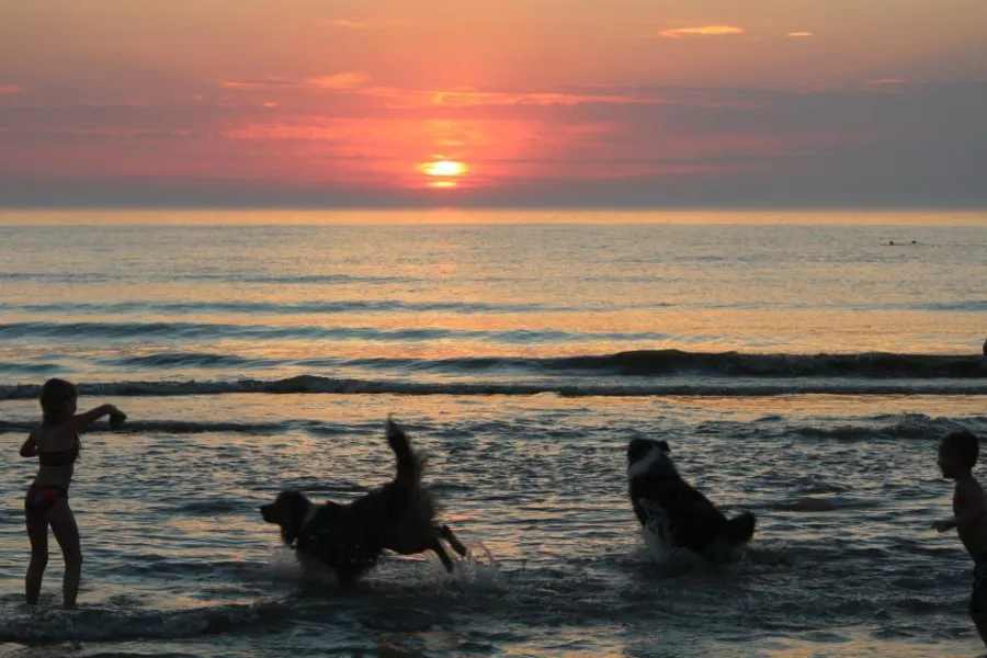Honden mogen mee 1